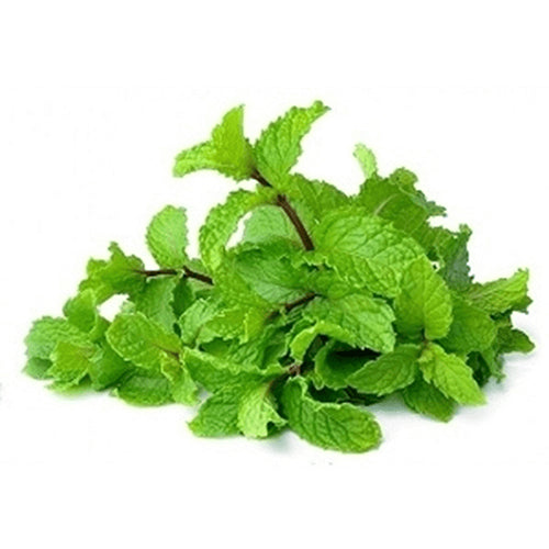 MINT SYRUP: 2.5 Kg bottle